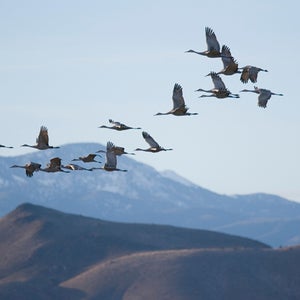Snow geese in flight.