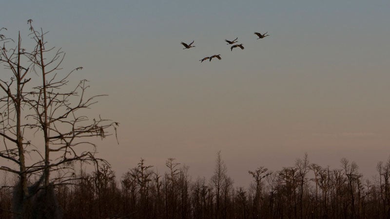 Georgia Okefenokee Park swamp wild campsites southeast