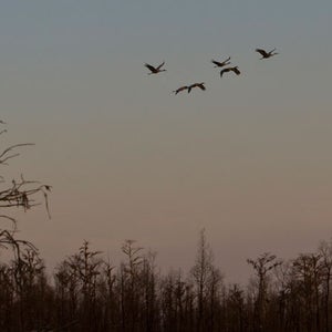 Georgia Okefenokee Park swamp wild campsites southeast