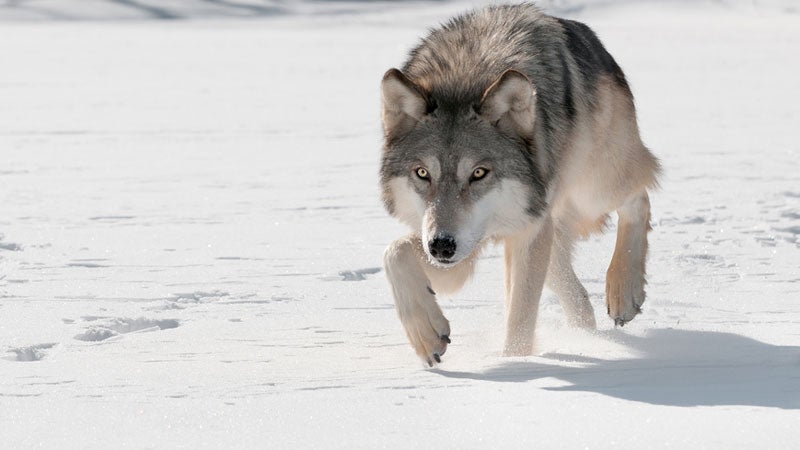 wolf attacking bison