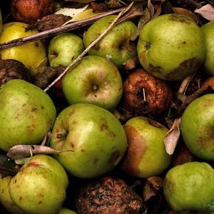 The European Union has a message for the United States: Keep your bad apples to yourself. outside online nitrosamines dpa pesticides