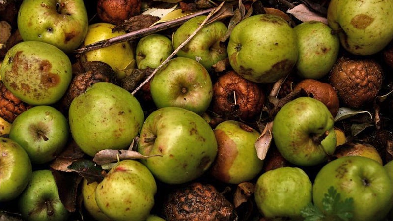 Are Apples A Health Risk?