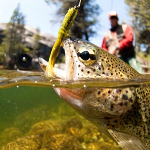 Those fish won't even know what hit them.