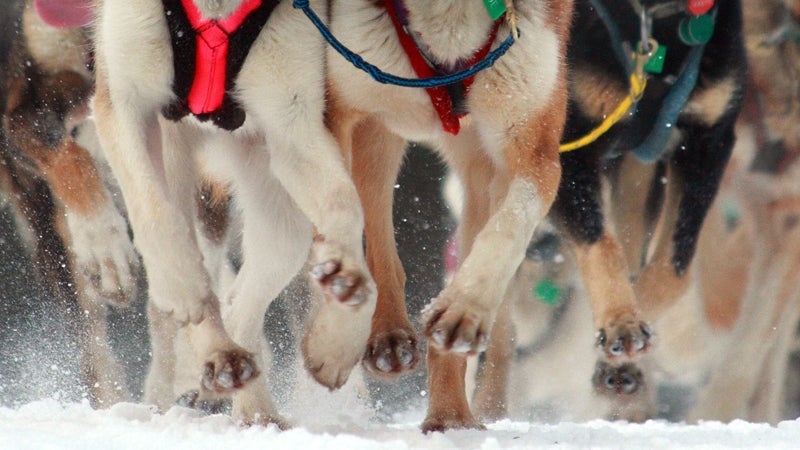 iditarod huskies mushing dogs musher's secret salve lotion paws snow ice protection