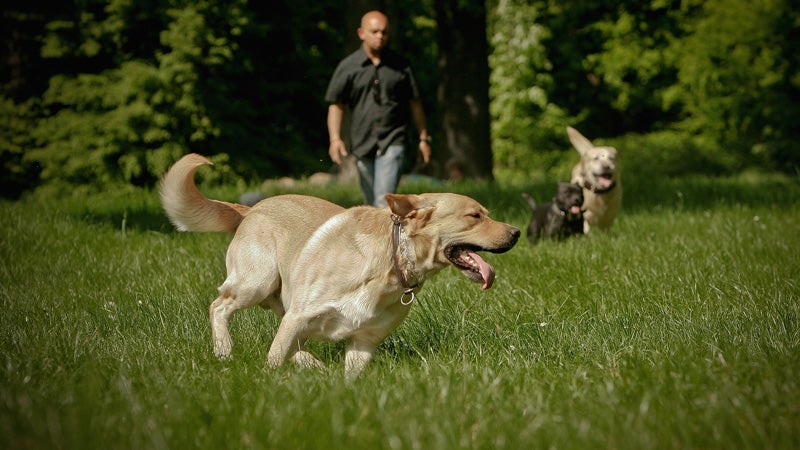 Dog Excercising Hotel Pet Running Walking