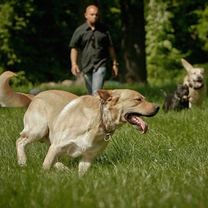 Dog Excercising Hotel Pet Running Walking