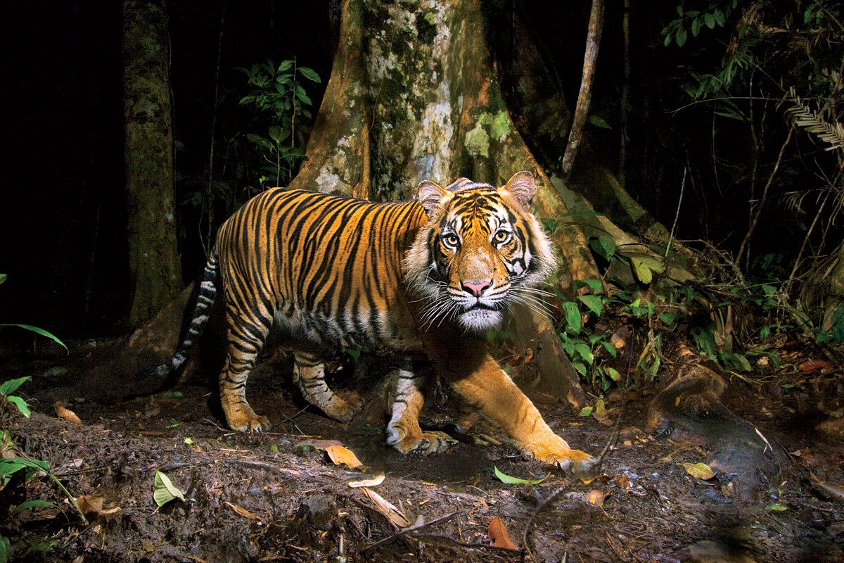 Only 100 tigers left in Bangladesh's famed Sundarbans forest