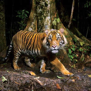 A camera trap captures a Sumatran tiger hunting. All wild tigers left on earth today live in Asia, and a significant number of those live in the Indian Sundarbans.