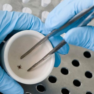 OutsideOnline tick Lyme Disease researchers Johns Hopkins Stanford University PTLDS post-treatment syndrome