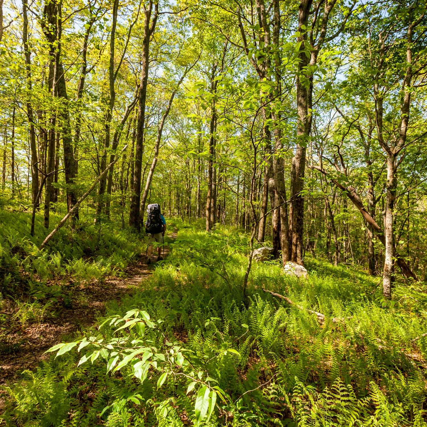 Appalachian Trail Lost hiker AT hiking outside online