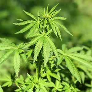 Salmon and marijuana have a lot more in common than you think.
