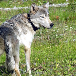 OR-7's mother, originally from Idaho. In 2008 she swam the Snake River into Oregon, where OR-7 was born.