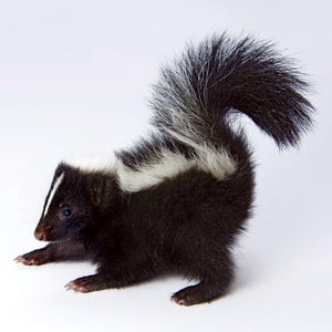 Mustelidae Mephitis mephitis skunk baby studio one animal mammal side view full length profile white background