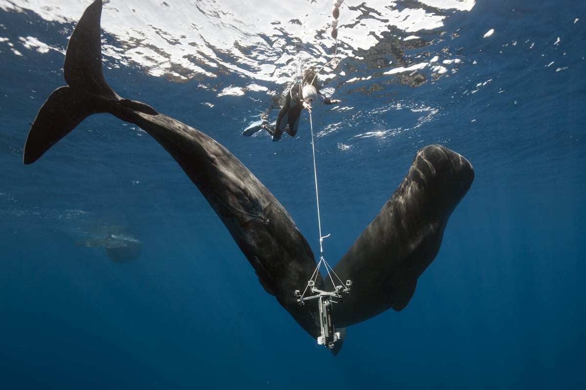 A powerful underwater shot of a plastic straw lodged in the