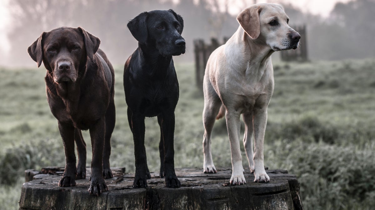 Do Dogs Need Sunglasses?