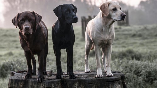 Dog sunglasses Outside Online hunting dogs uv rays cataracts