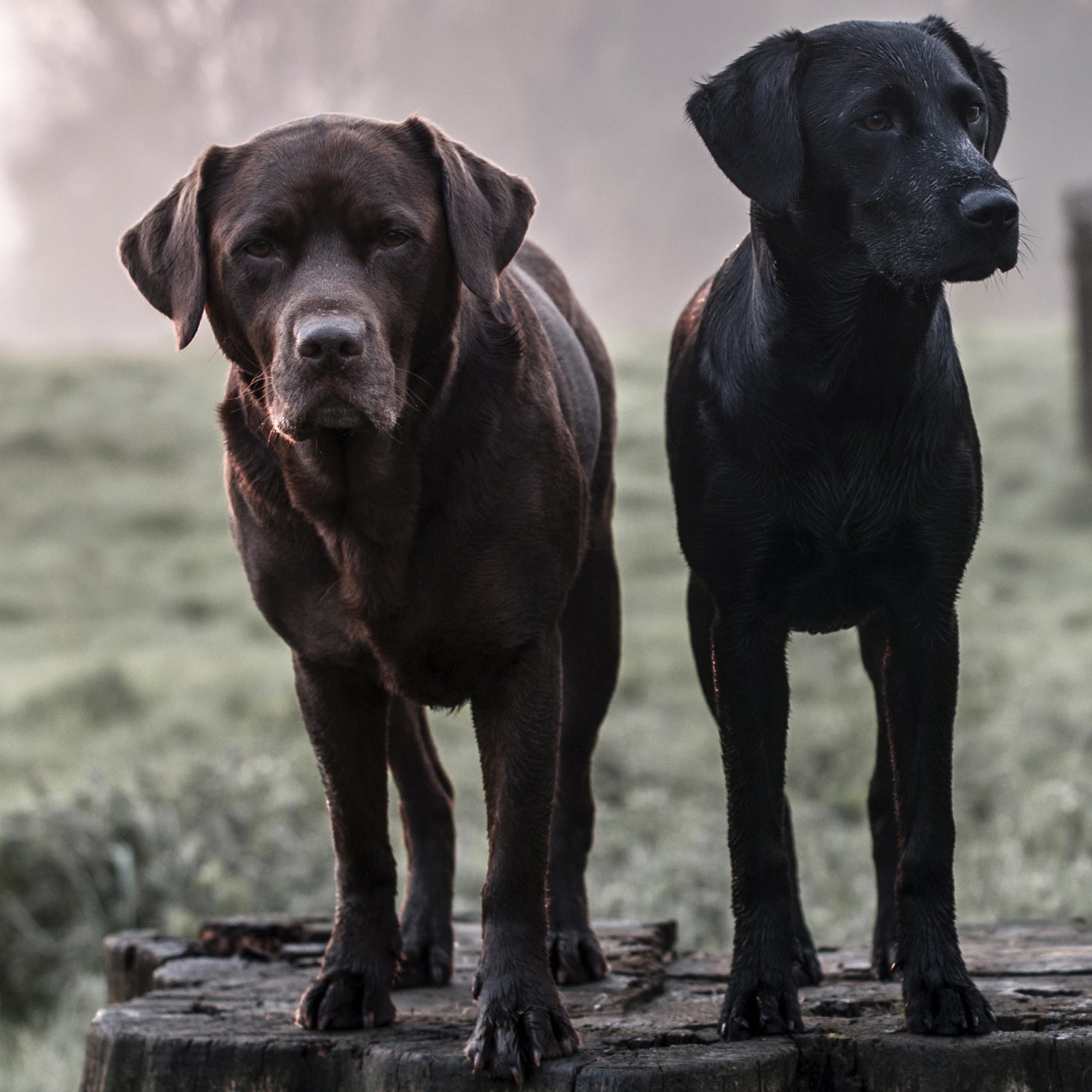 Small 2024 black labs