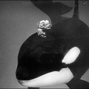 An orca at SeaWorld San Diego