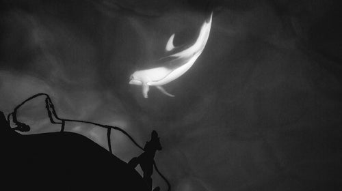 Viewfinder ԹϺ Online Dolphin British Columbia