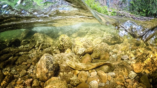 GoPro Underwater Photography Gear ԹϺ Online