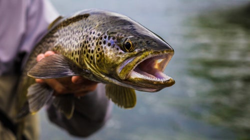 Fisherman Shirts, I Love Fishing, Summer Shirts, Fishing Lover