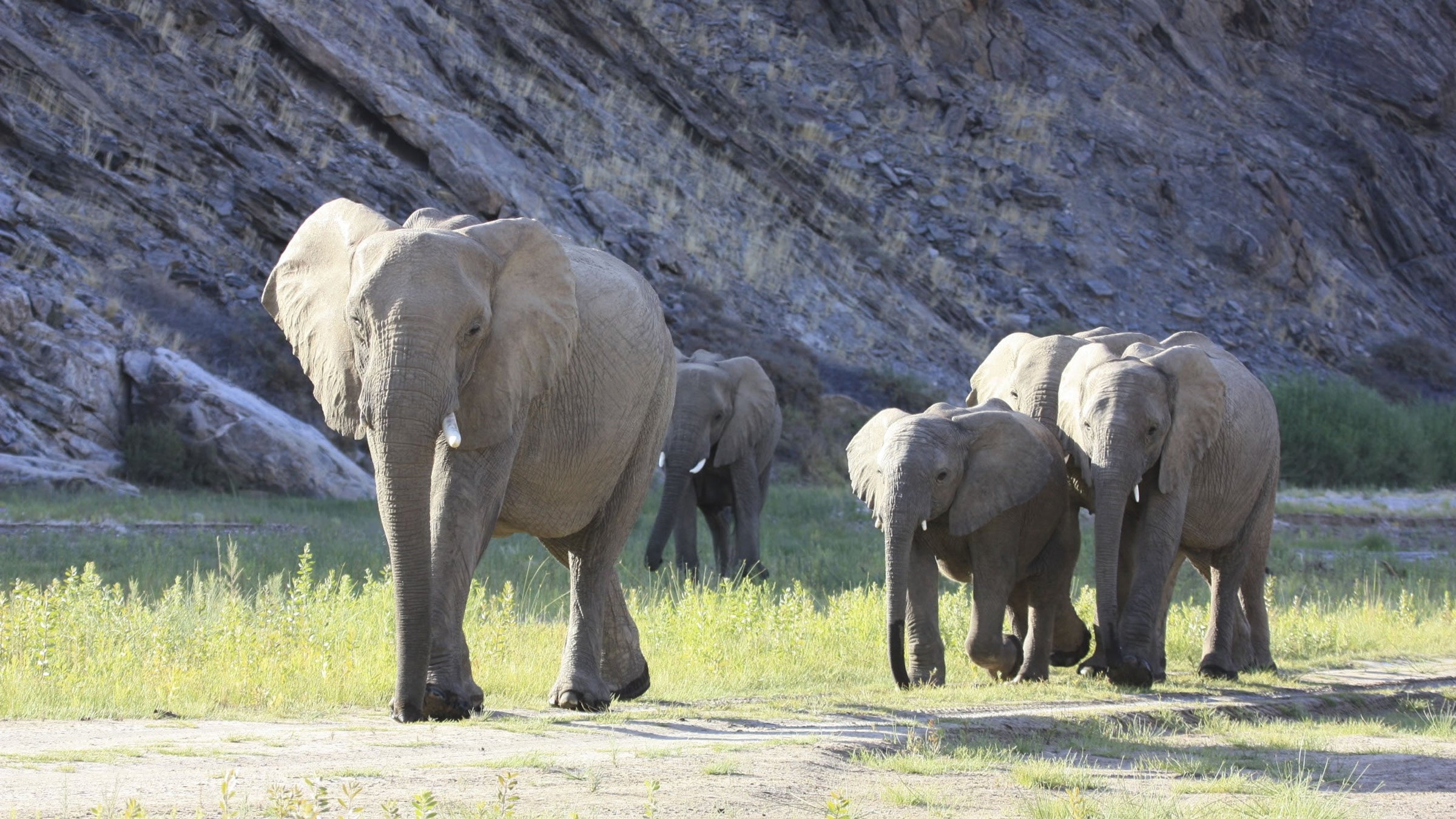 Less than 100 desert elephants are in Namibia today, and hunting permits for those elephants are on the market. 