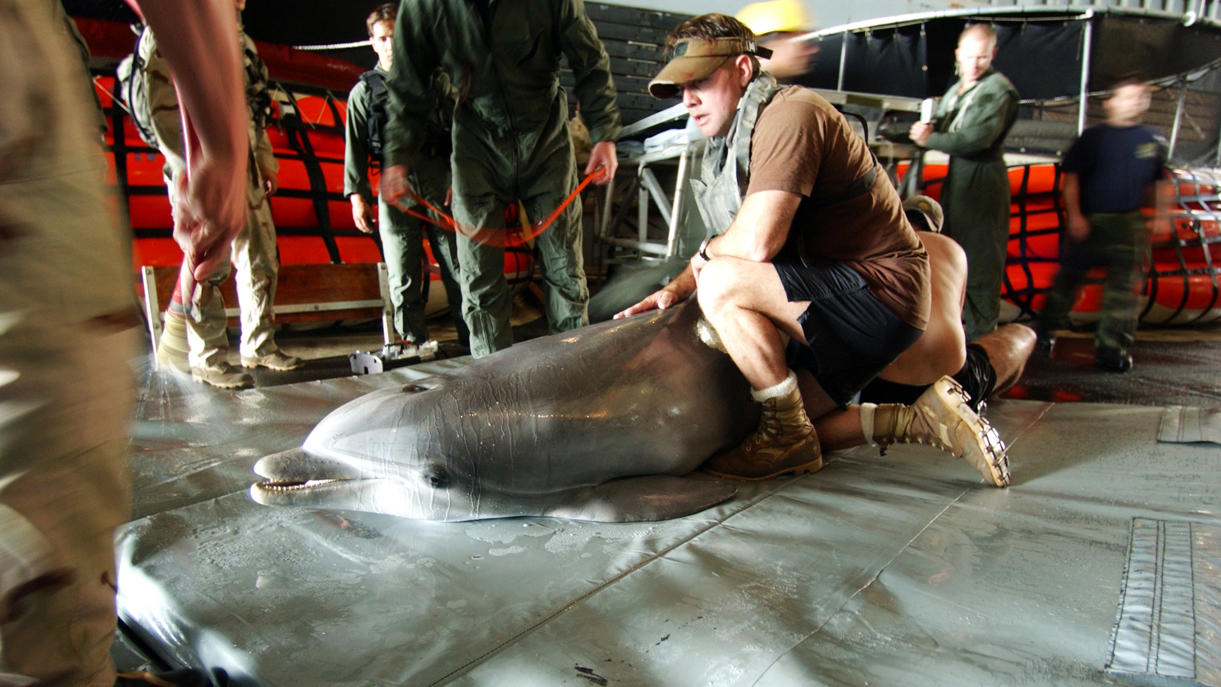 CTU 55.4.3 Divers Dolphins Enduring Freedom Iraqi Freedom Marine Mammals mine counter measures NSCT-1 Special Forces USS Gunston Hall Outside Magazine Outside Online