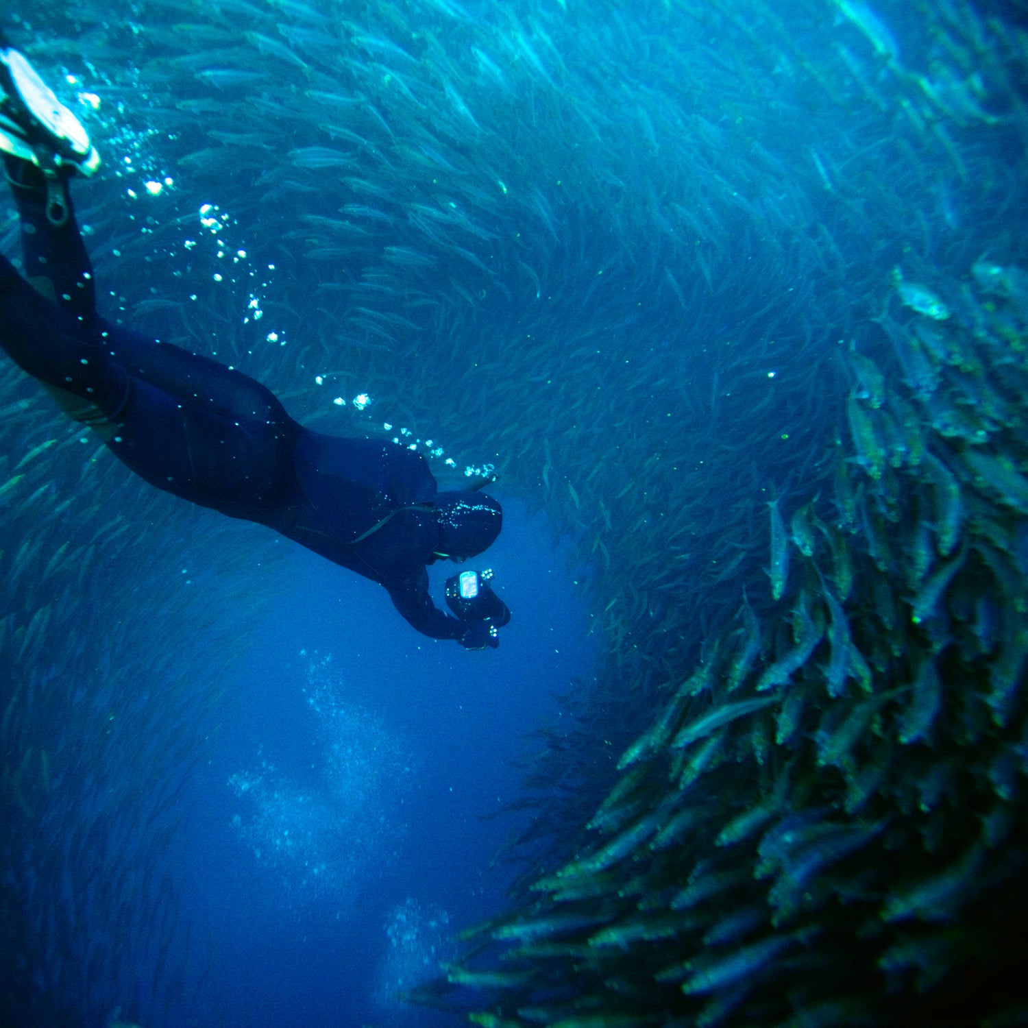 freediving freediver deep james nestor blue mind wallace j nichols books summer reading ocean science