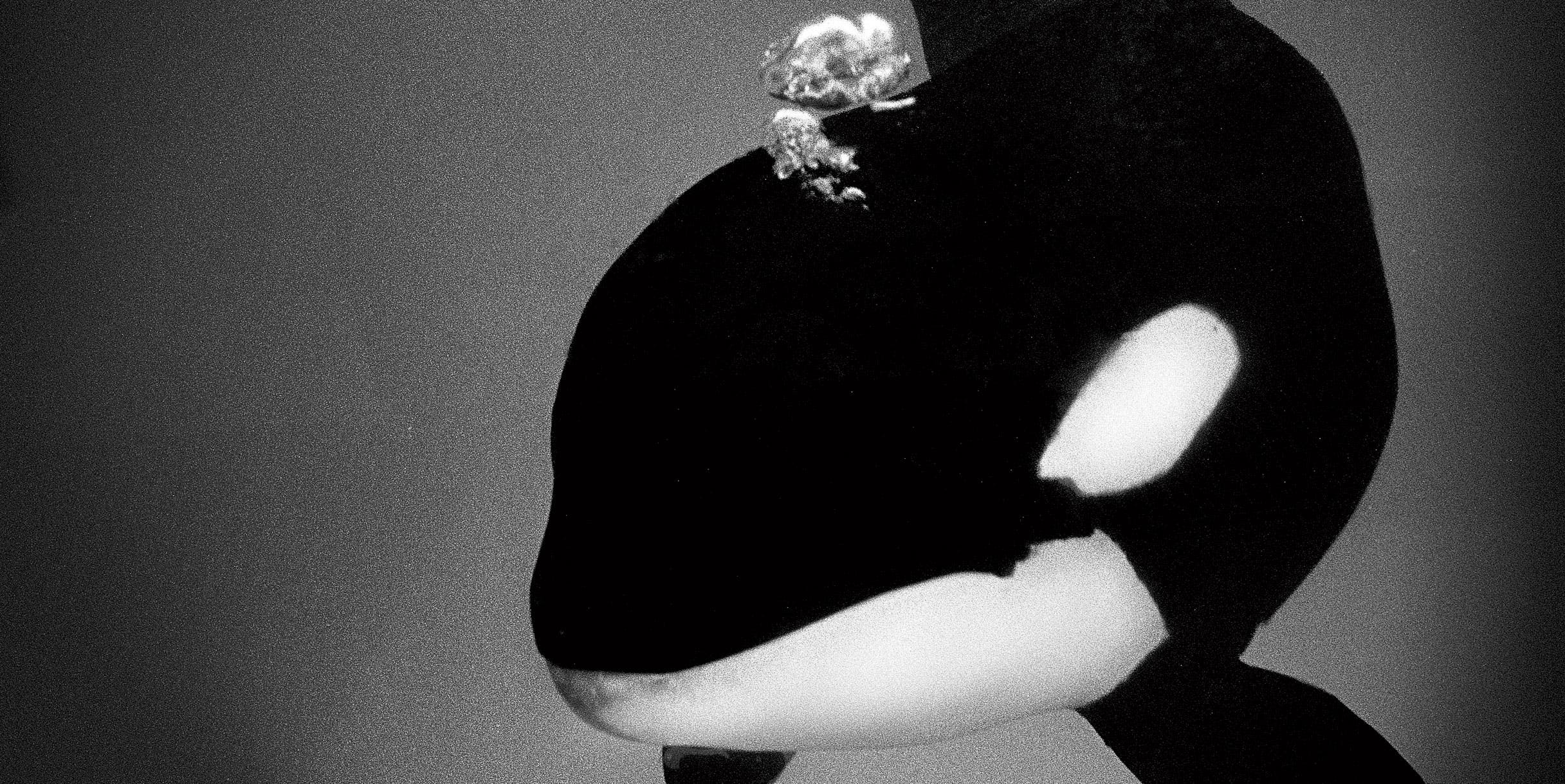 orca seaworld tim zimmerman blackfish