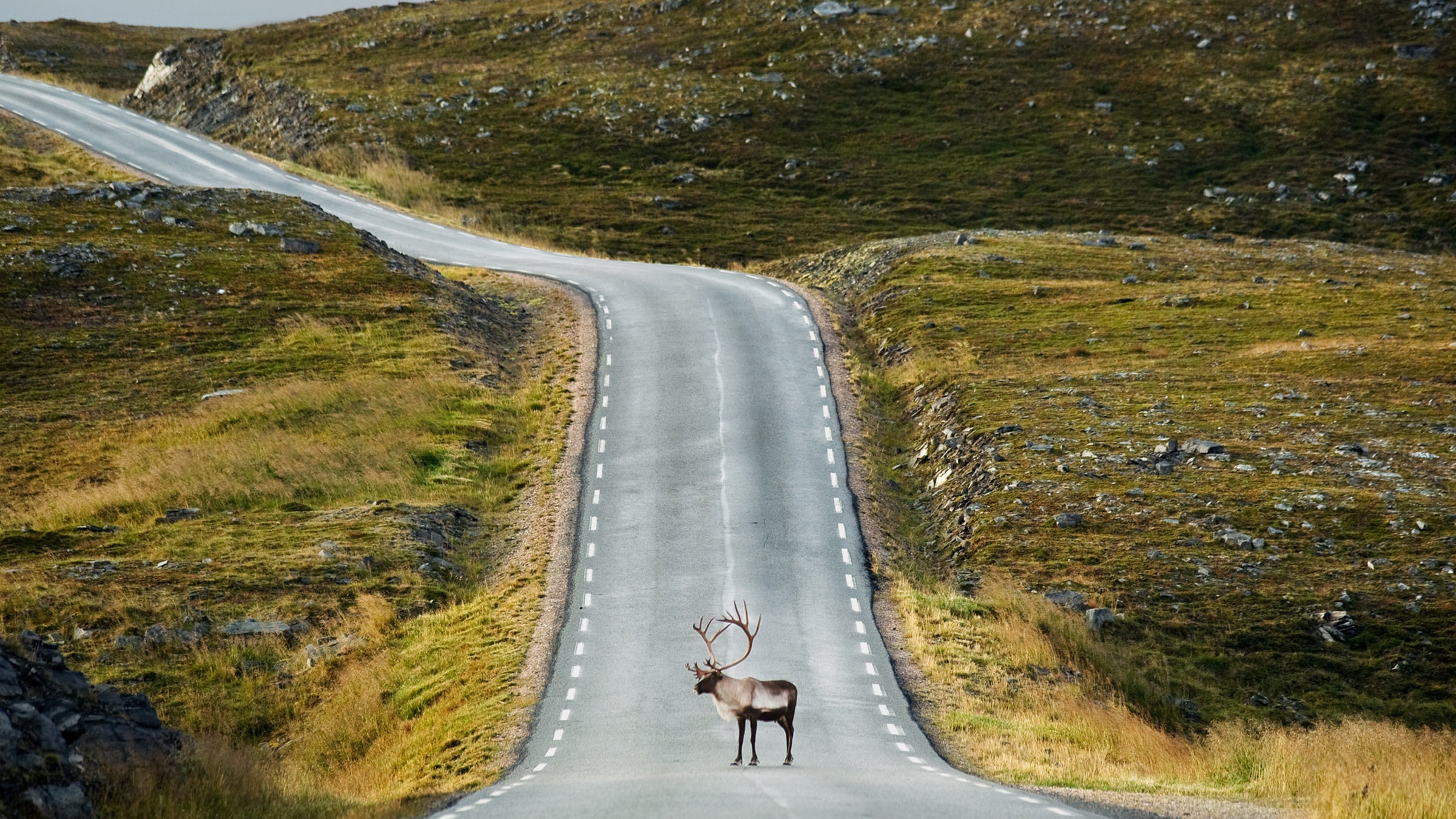 Arctic Corey Arnold Coreyfishes Finnmark Norkapp North Cape Norway Wolf Tide animal animals antler art craggy crossing day europe hillside horizontal human animals journey lapland mageroya nature nobody one animal outdoors photo photograph photographer photography photos portfolio reindeer remote road sami standing summer Outside Online Viewfinder