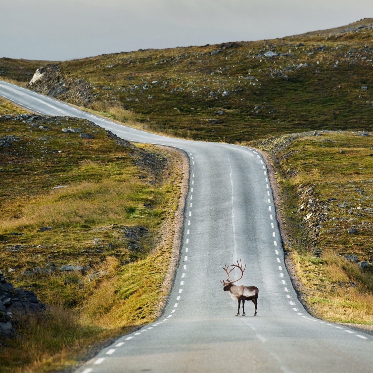 Arctic Corey Arnold Coreyfishes Finnmark Norkapp North Cape Norway Wolf Tide animal animals antler art craggy crossing day europe hillside horizontal human animals journey lapland mageroya nature nobody one animal outdoors photo photograph photographer photography photos portfolio reindeer remote road sami standing summer ϳԹ Online Viewfinder