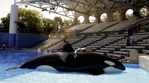 seaworld, animal care, whales, dolphins, manatees, marine life, blackfish