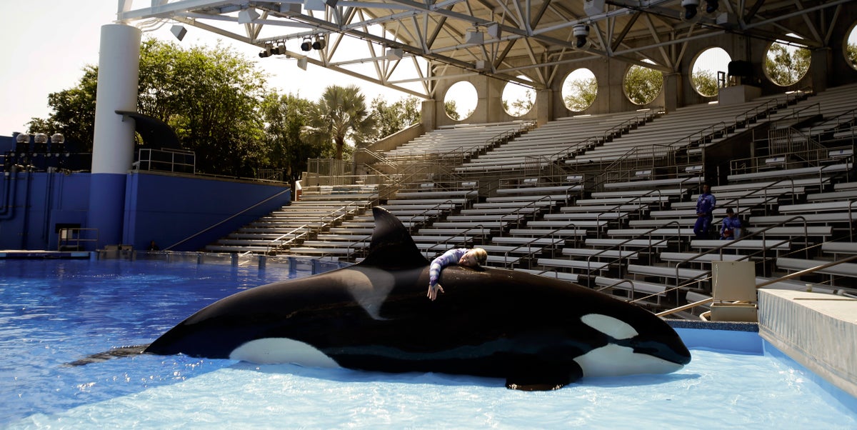 SeaWorld’s Most Rewarding and Traumatic Job