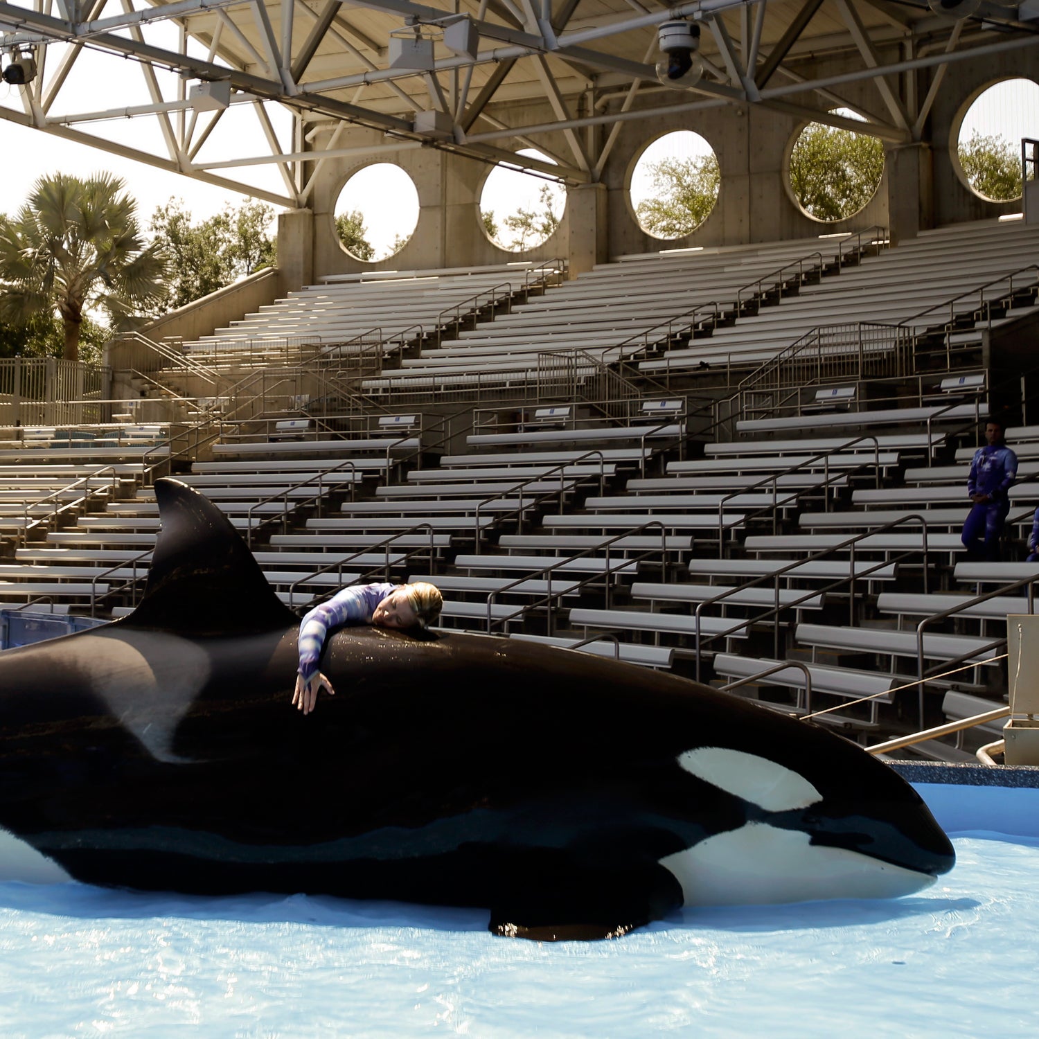 seaworld, animal care, whales, dolphins, manatees, marine life, blackfish