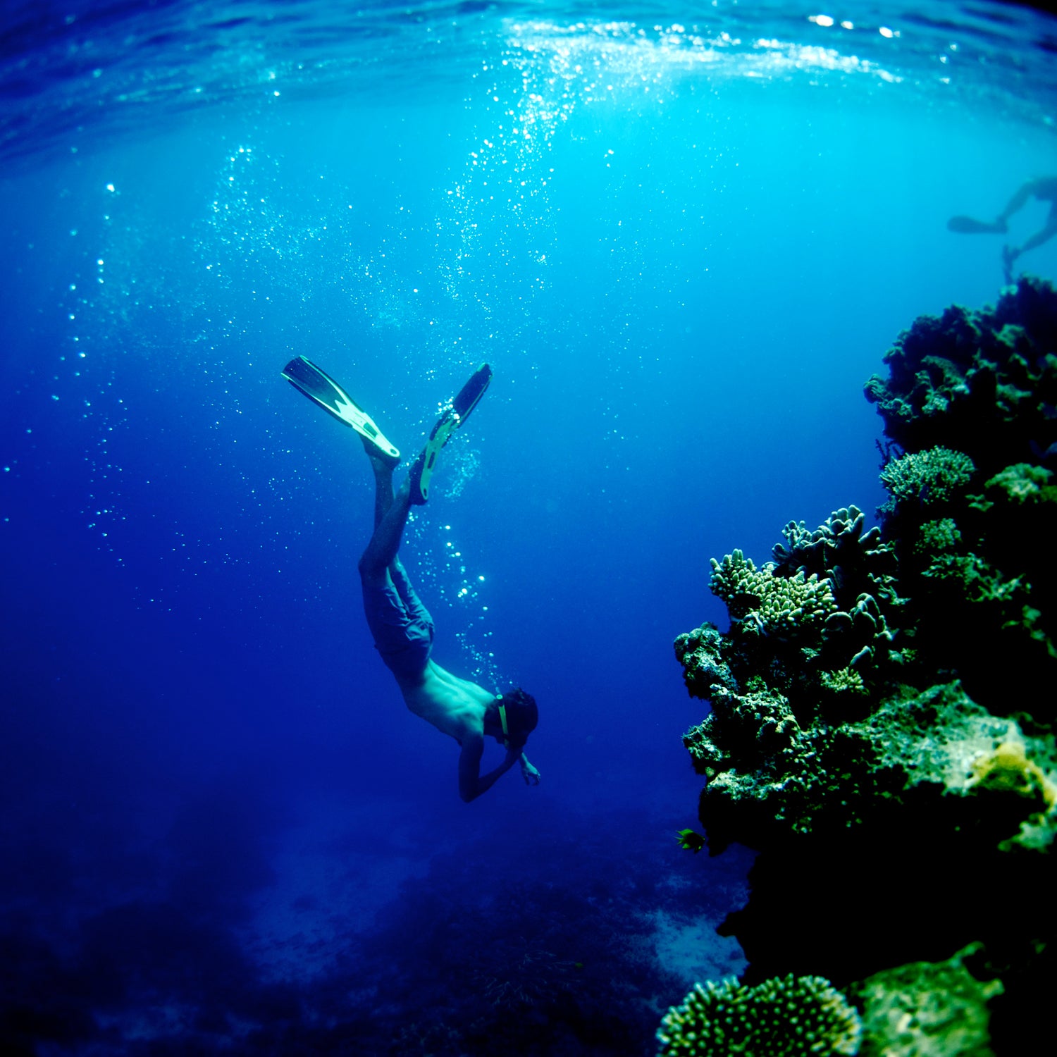 Viewfinder ϳԹ Online Snorkel Ocean Underwater Photography