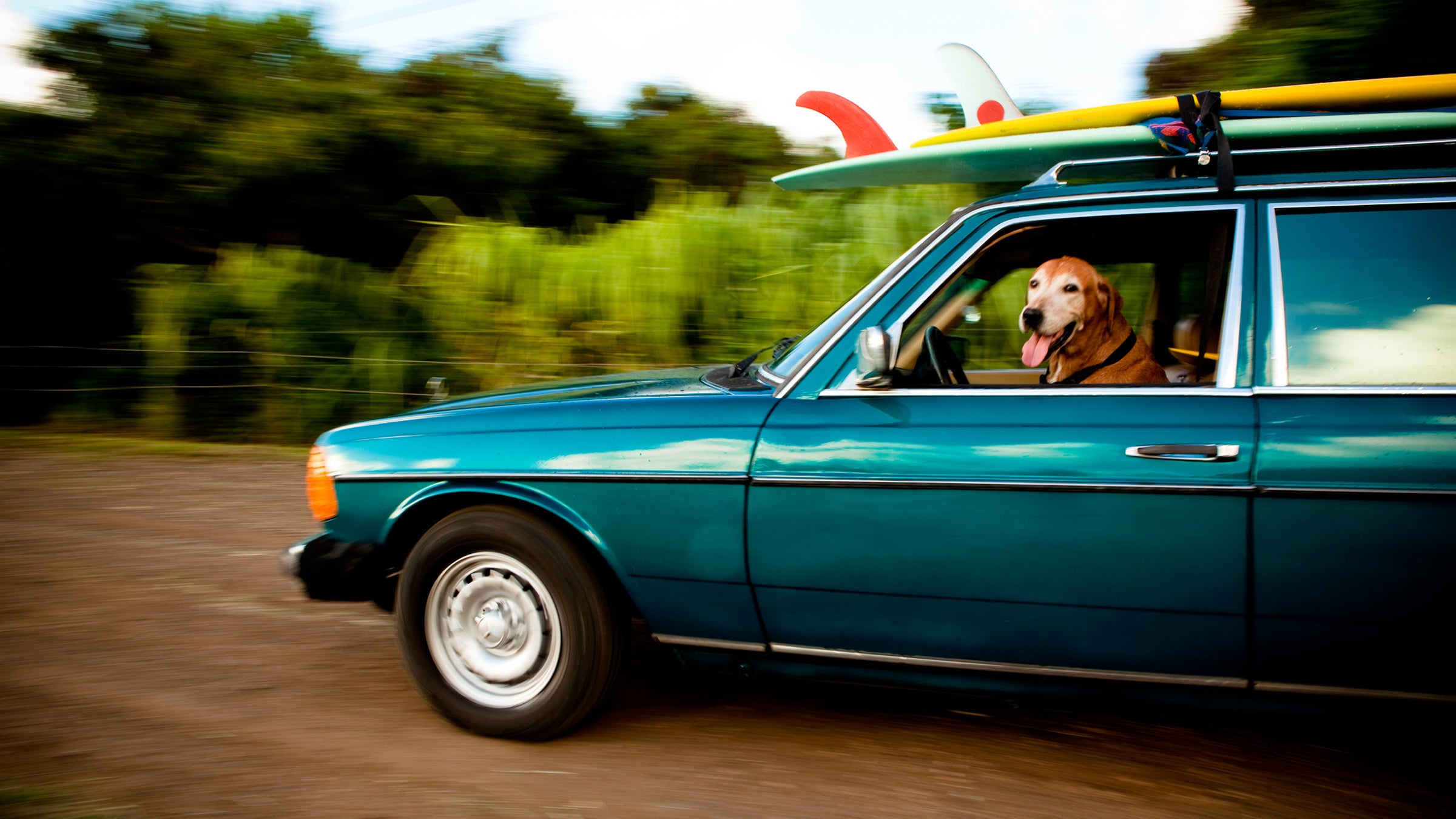 Adventure dog Adventure companion Surfing surf