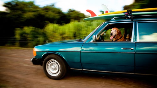 ԹϺ dog ԹϺ companion Surfing surf