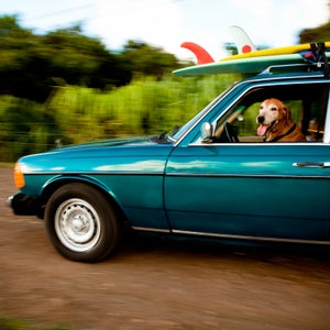 Adventure dog Adventure companion Surfing surf