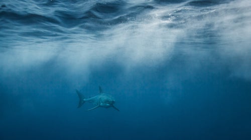 Shark week great white cage diving underwater