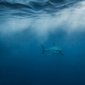 Shark week great white cage diving underwater