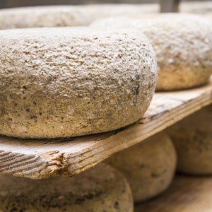 raw milk cheese cheese round non-toxigenic e.coli cheese production craft cheese artisanal cheese cellars cheese outside outside online outside magazine ac shilton the current fda food and drug administration health standards goat cheese