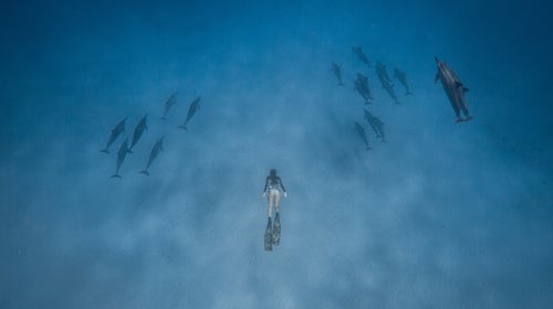 Oahu freedive dolphins photography ԹϺ Magazine