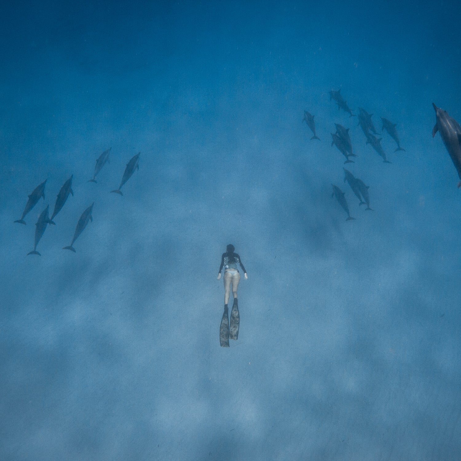 Oahu freedive dolphins photography ϳԹ Magazine