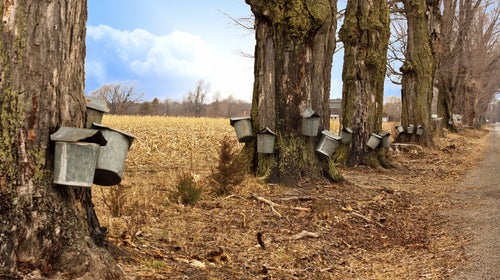 Maple Syrup athletes outsideonline.com