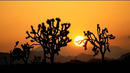 joshua tree national park