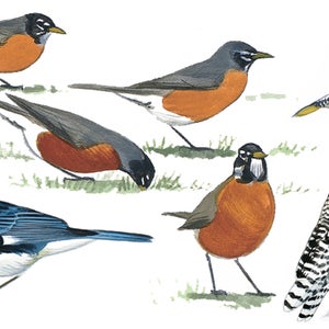 The illustrations in the second edition of The Sibley Guide to Birds are even more beautiful and color-factual than the last.