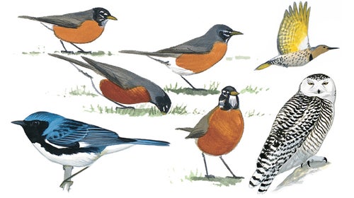 The illustrations in the second edition of The Sibley Guide to Birds are even more beautiful and color-factual than the last.