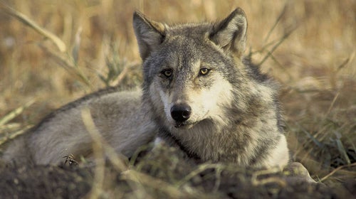 An inactive radio collar suggests to officials that the large canine in the Grand Canyon is a wolf from the Yellowstone area.
