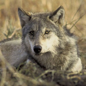 Officials found an inactive radio collar on the Grand Canyon wolf, which hinted that it came from the Greater Yellowstone Ecosystem.