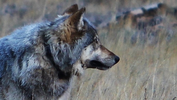 Officials are still analyzing the DNA of the large canine spotted near the Grand Canyon.